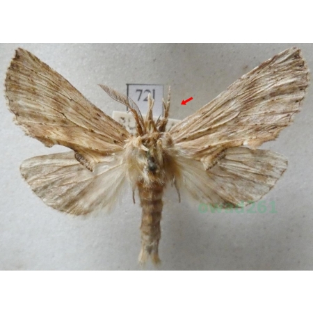 Pterostoma palpina (Clerck, 1759) male Dzióbica głaszczkówka Czech72l